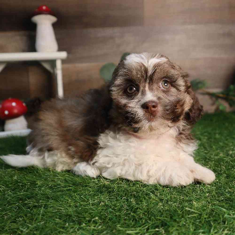 carousel pet images