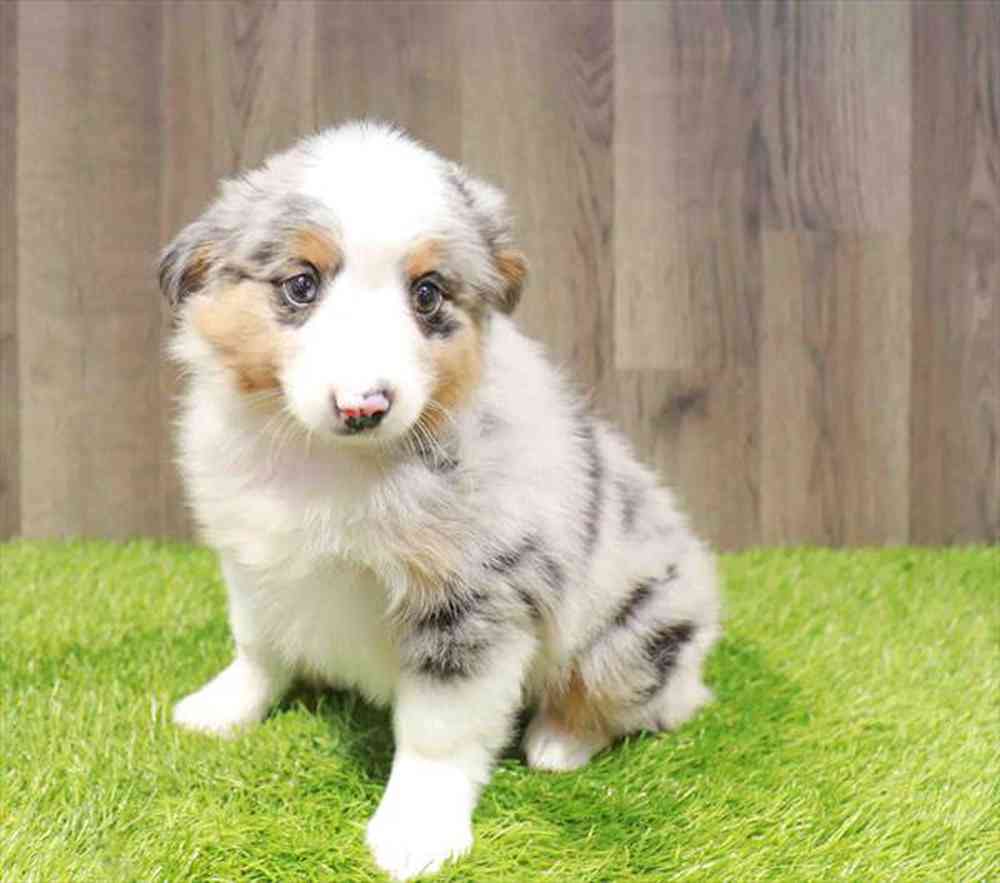 carousel pet images