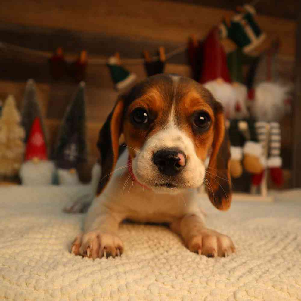 carousel pet images