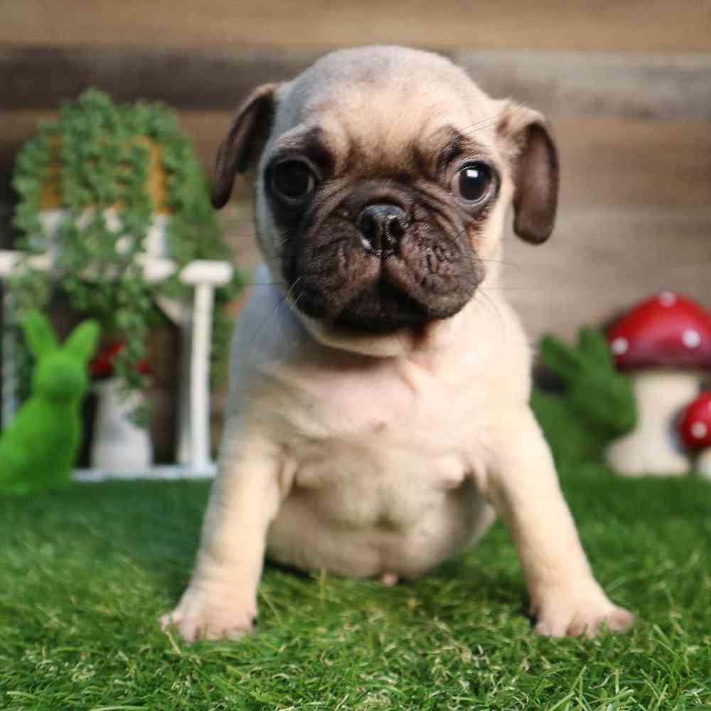 Male Pug Puppy for Sale in Blaine, MN