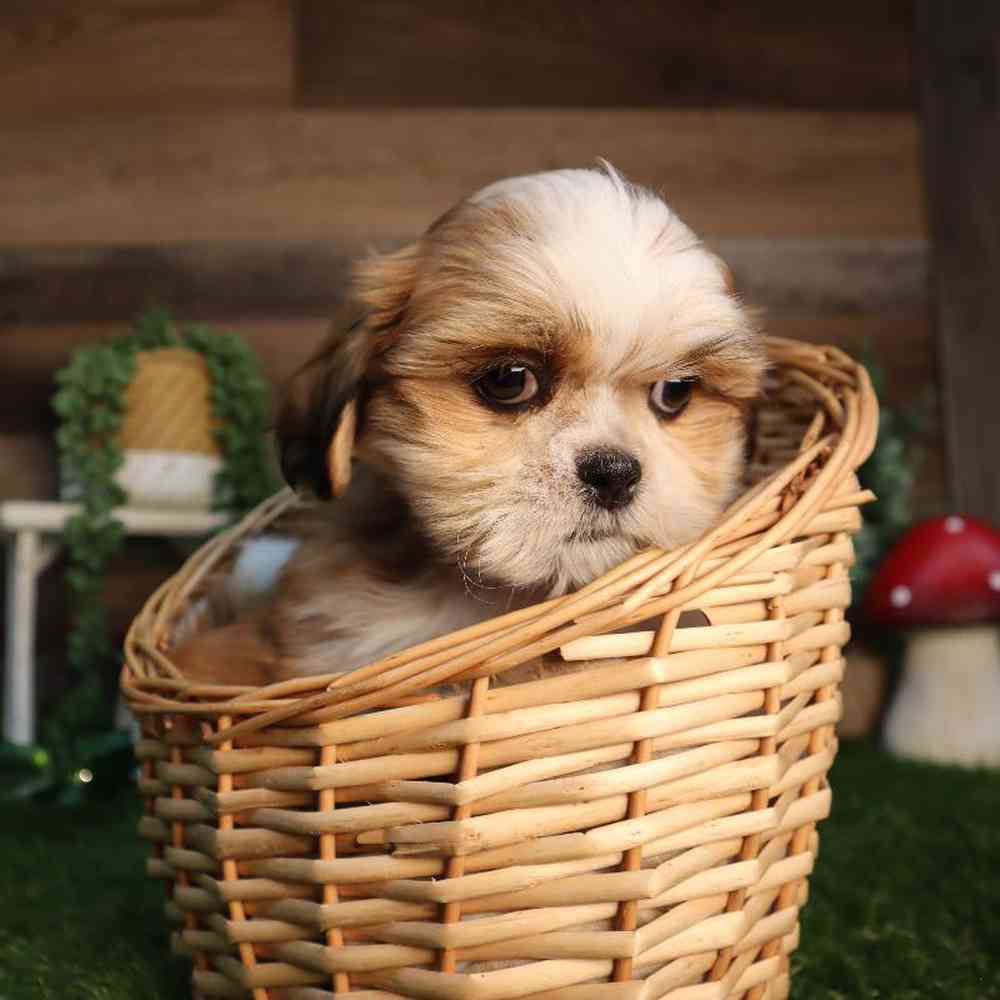 Male Malshi Puppy for Sale in Blaine, MN