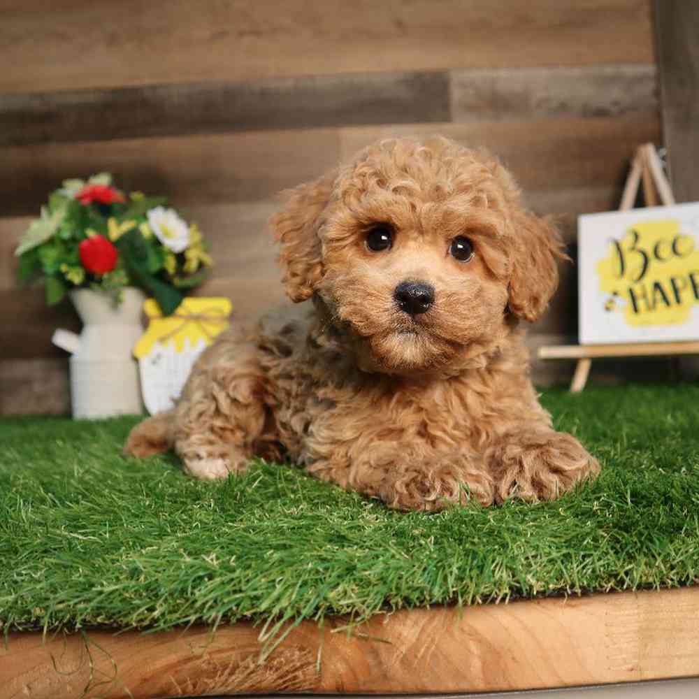 carousel pet images