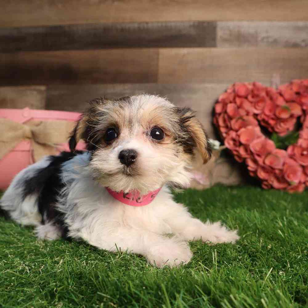 carousel pet images