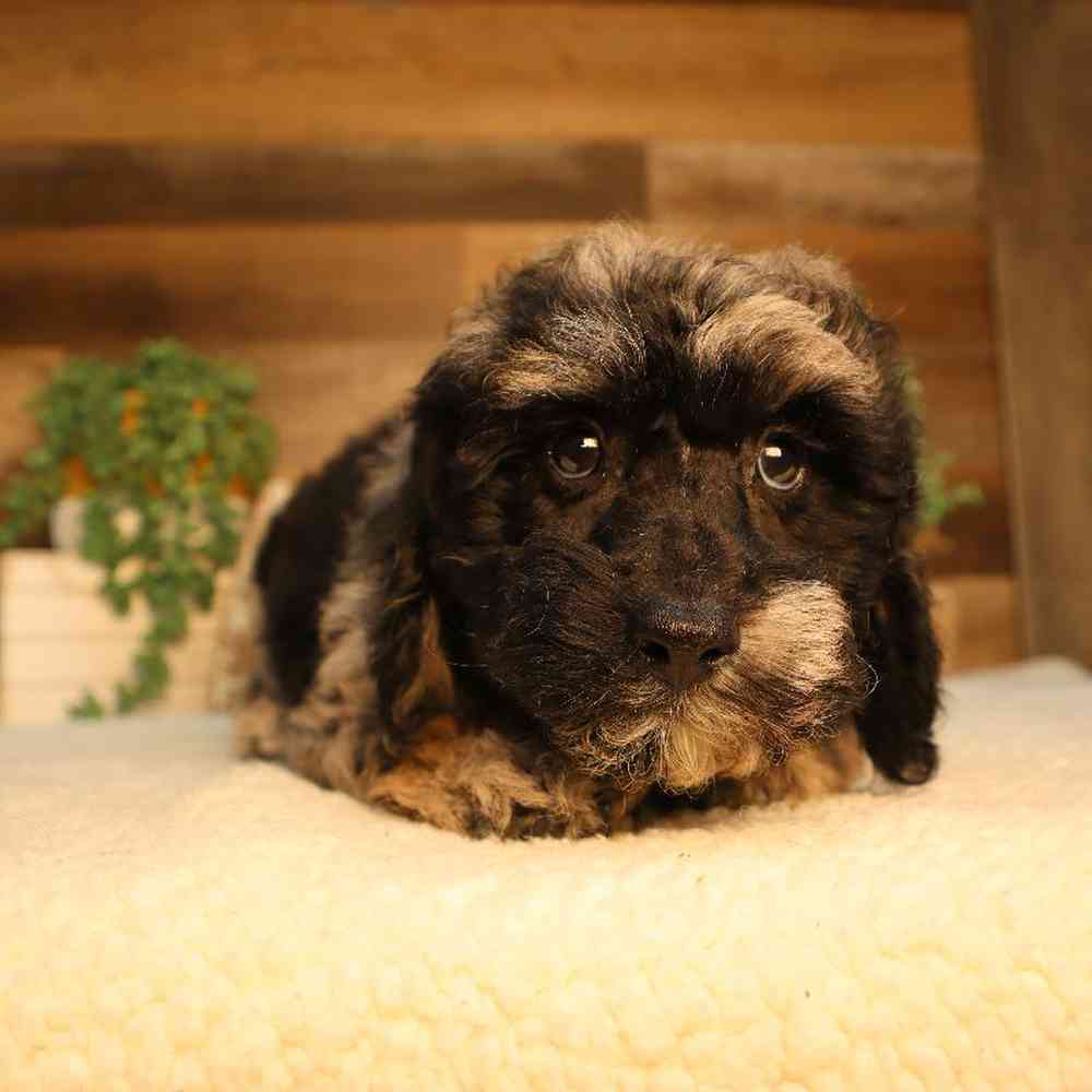 carousel pet images