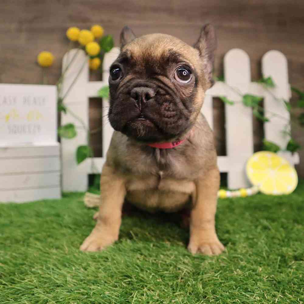 Female French Bulldog Puppy for Sale in Blaine, MN