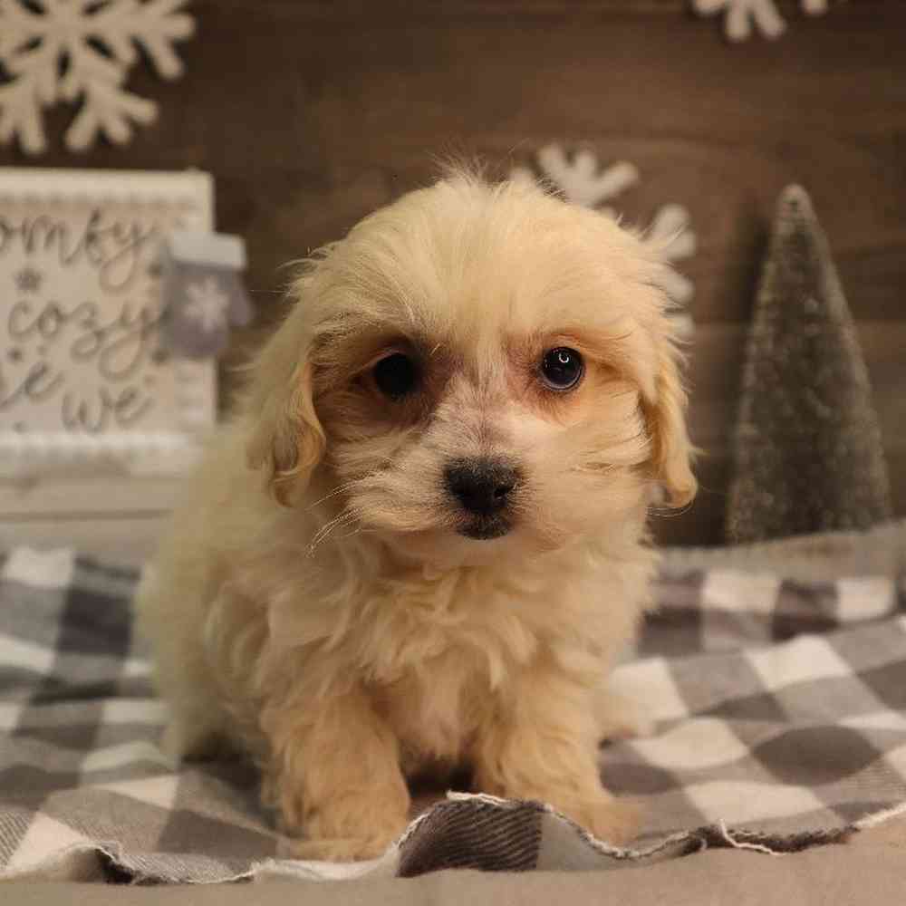 Male Maltipoo Puppy for Sale in Blaine, MN