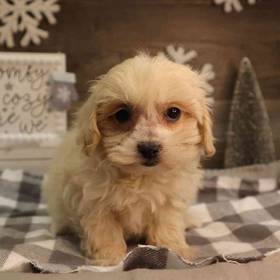 Maltipoo