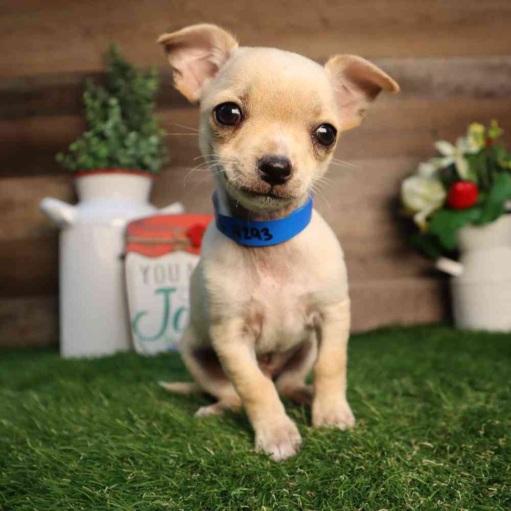 Male Chihuahua Puppy for Sale in Blaine, MN