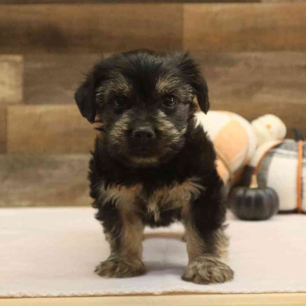 Male Yorkshire Terrier Puppy for sale