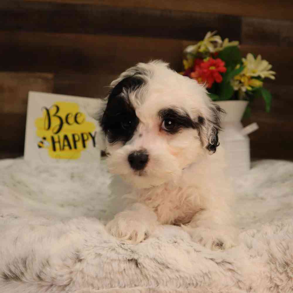 carousel pet images