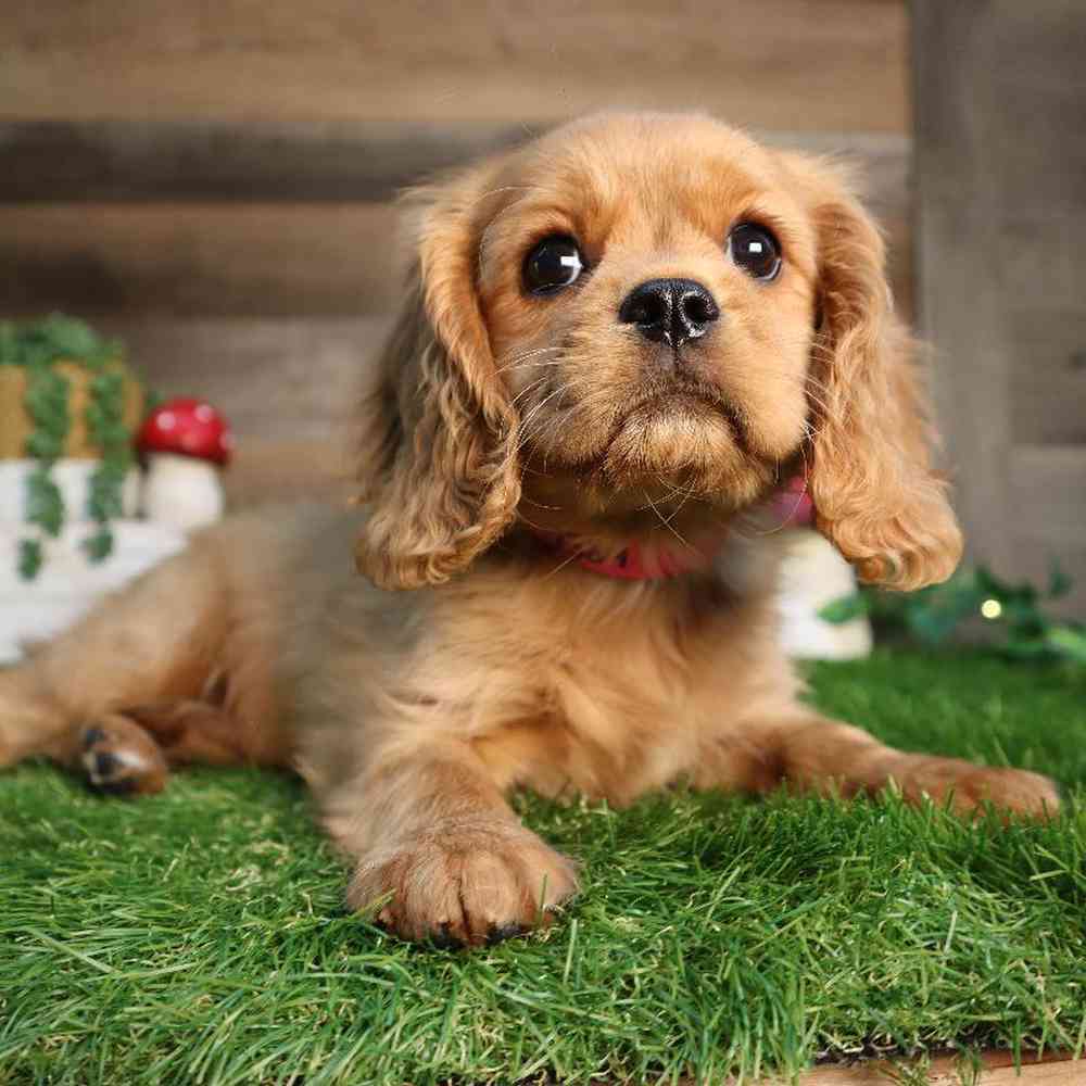carousel pet images
