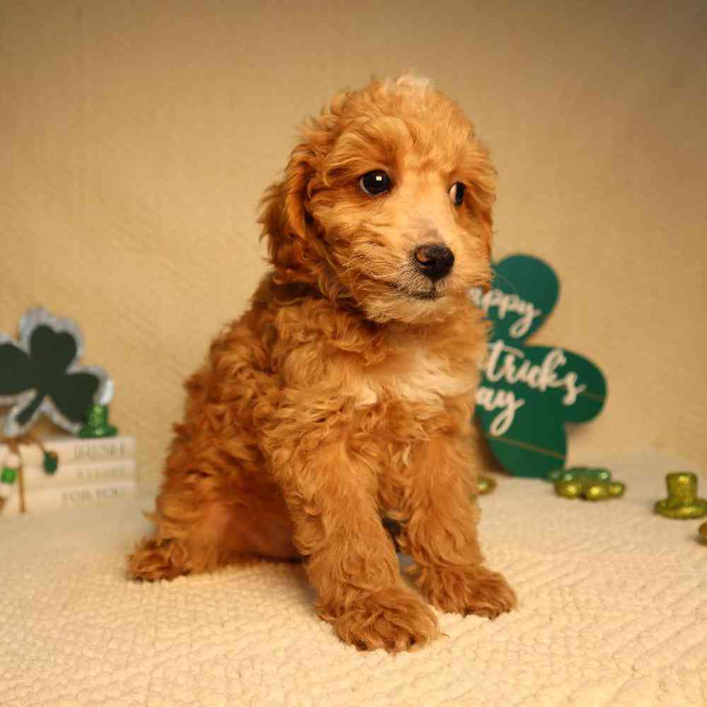 carousel pet images
