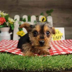 Yorkshire Terrier