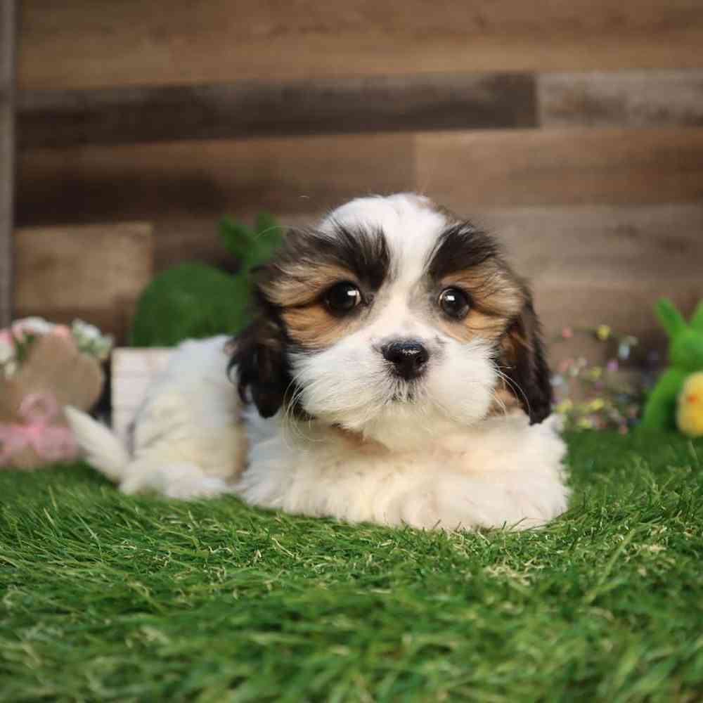 carousel pet images