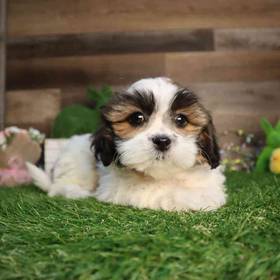 Teddy Bear