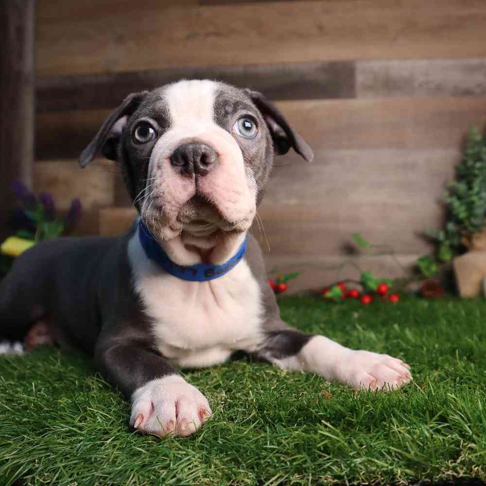 Male Boston Terrier Puppy for Sale in Blaine, MN