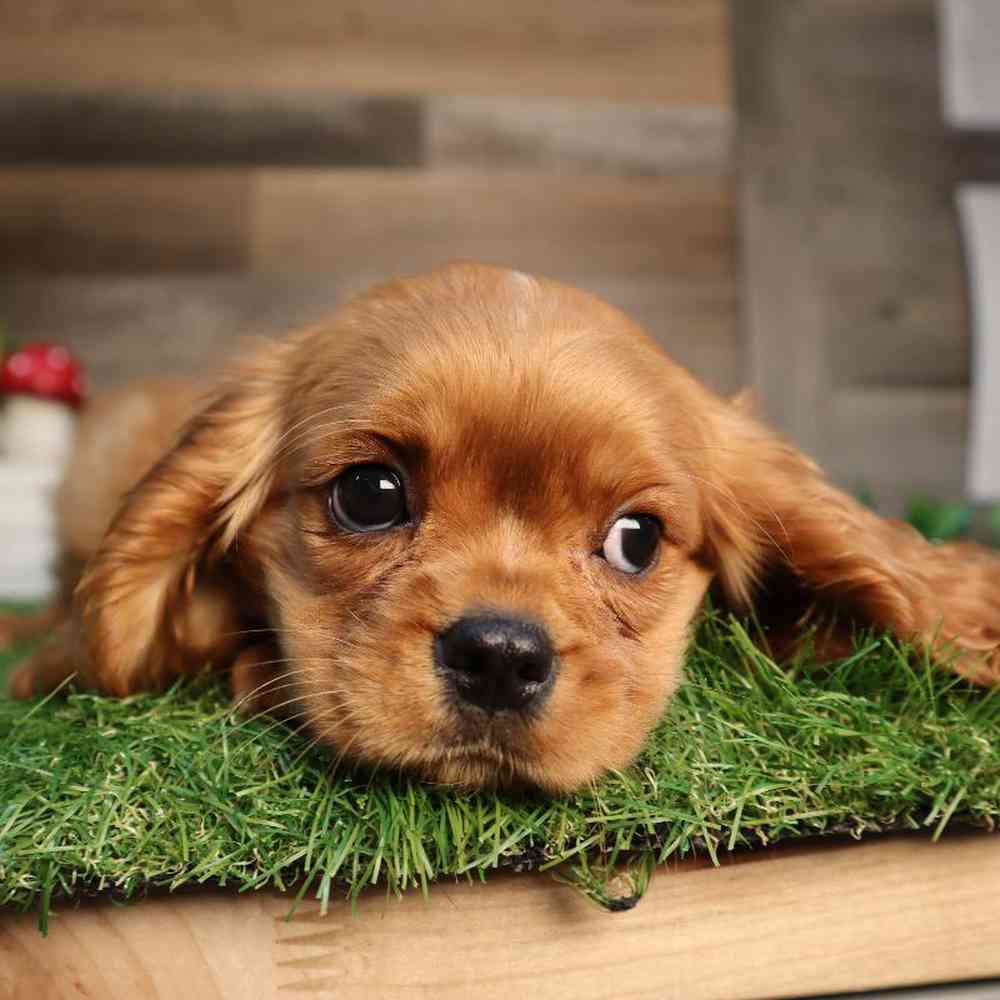 Female Cavalier King Charles Spaniel Puppy for Sale in Blaine, MN