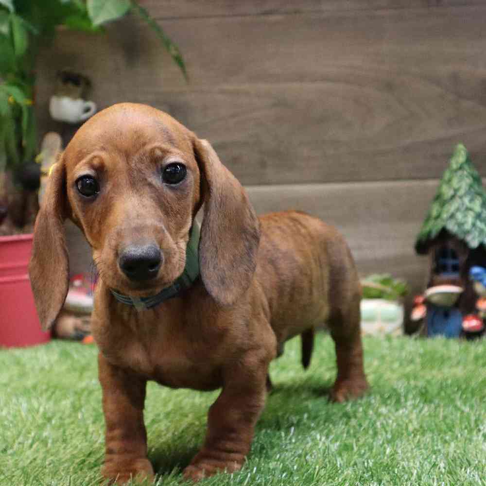 Male Dachshund Puppy for sale