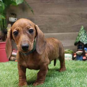 Dachshund