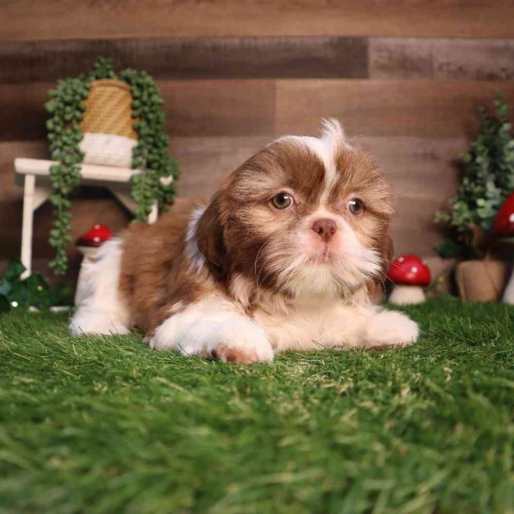 carousel pet images