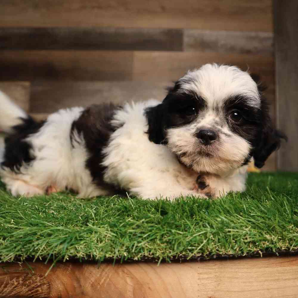 carousel pet images