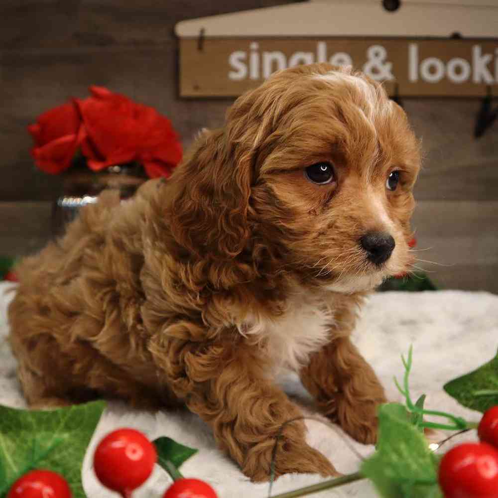 Female Cavapoo Puppy for Sale in Blaine, MN