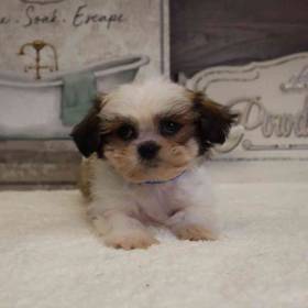 Shih Tzu