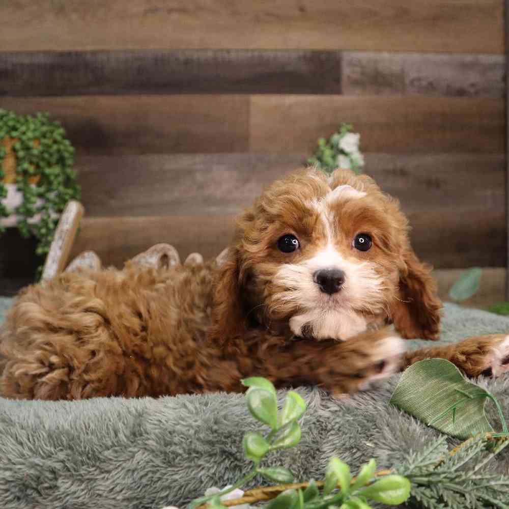 carousel pet images