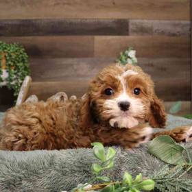Cavapoo