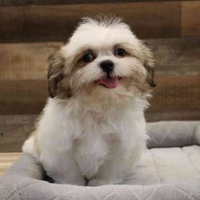 Teddy Bear