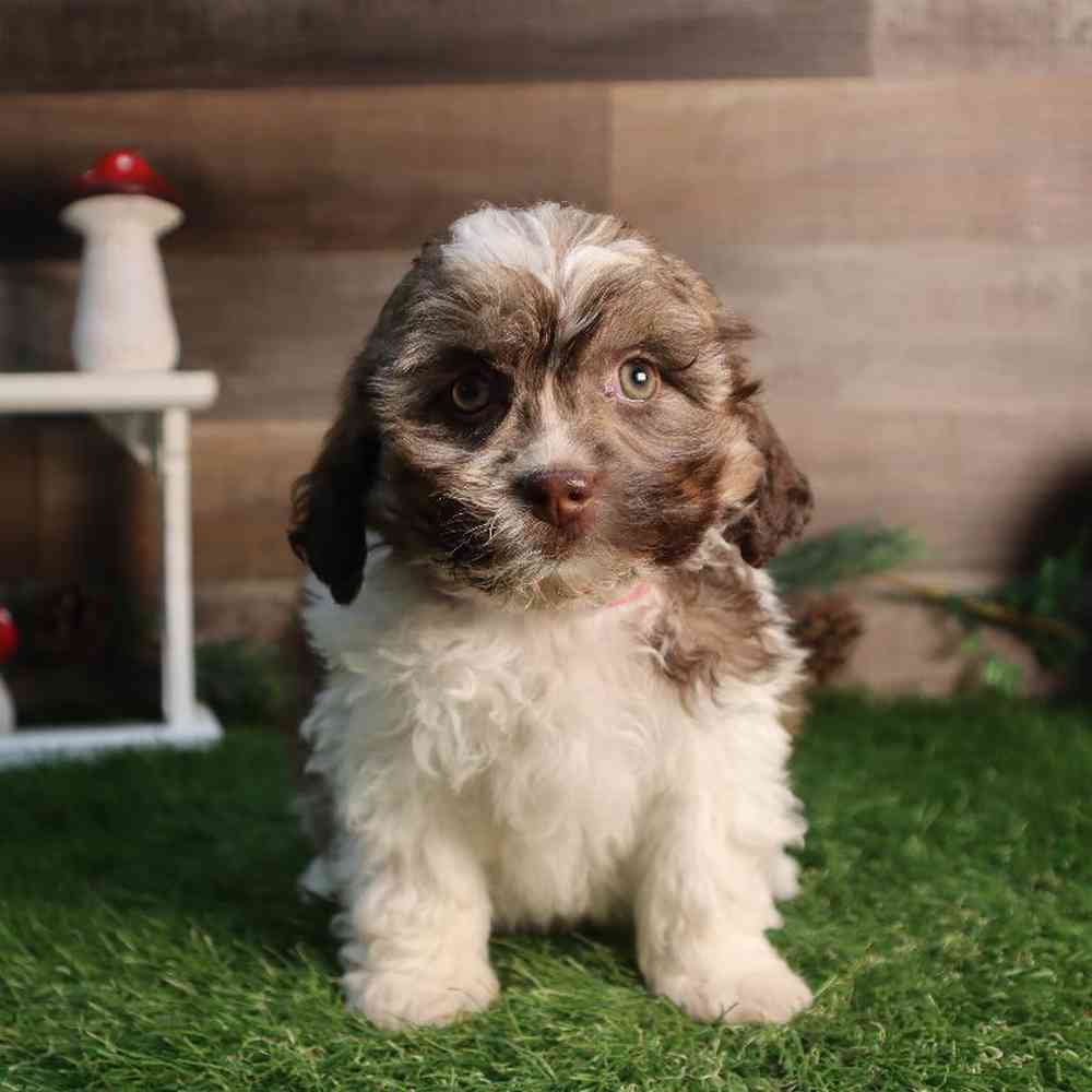 carousel pet images