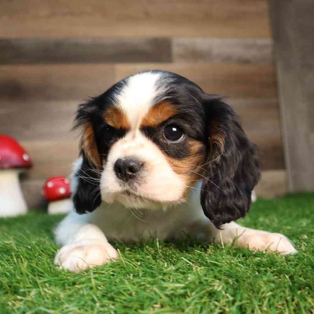 Male Cavalier King Charles Spaniel Puppy for Sale in Blaine, MN