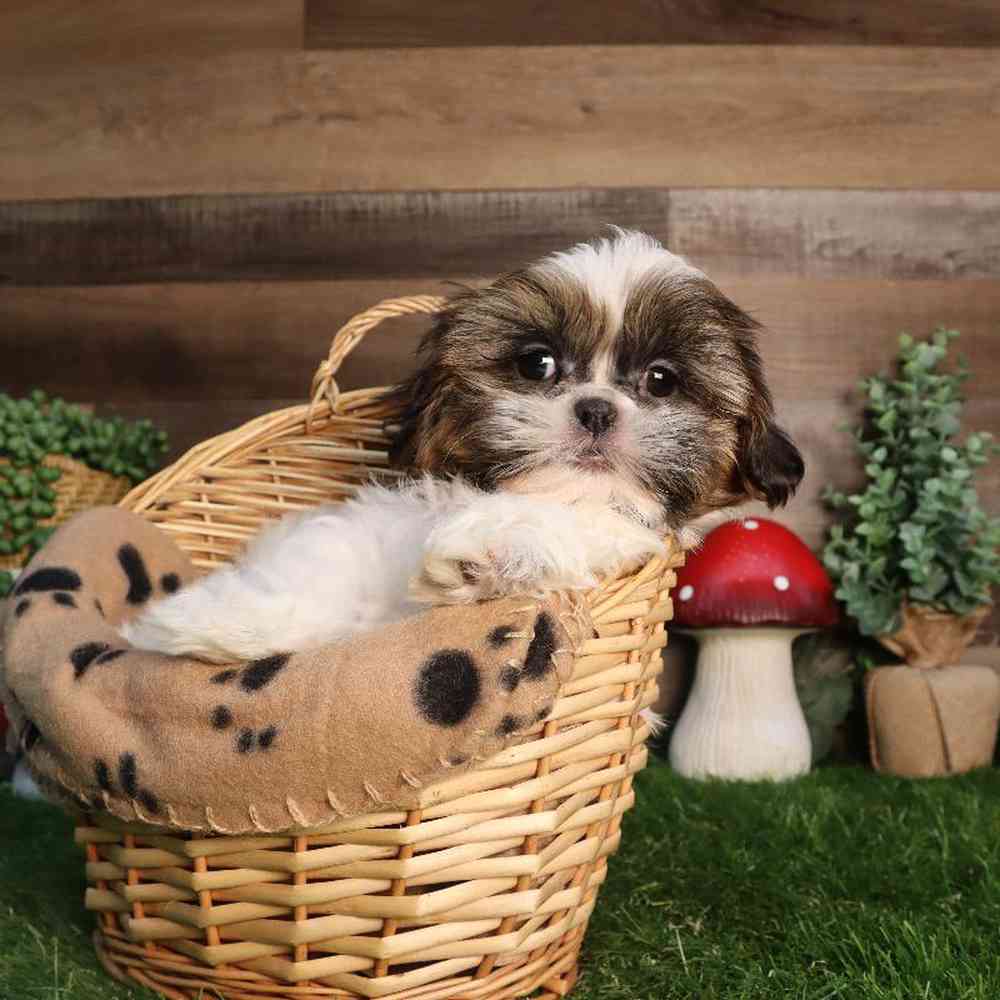 Male Shih Tzu Puppy for Sale in Blaine, MN