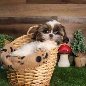 Shih Tzu