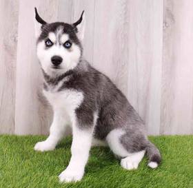 Siberian Husky