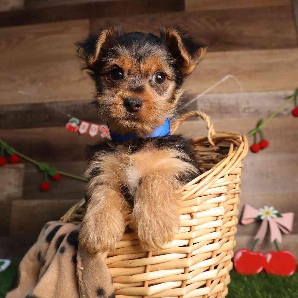 Male Yorkshire Terrier Puppy for Sale in Blaine, MN