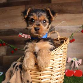 Yorkshire Terrier