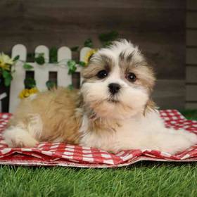 Teddy Bear