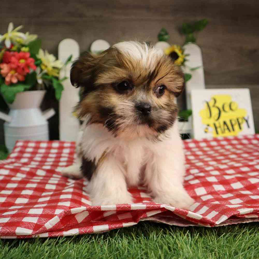 carousel pet images