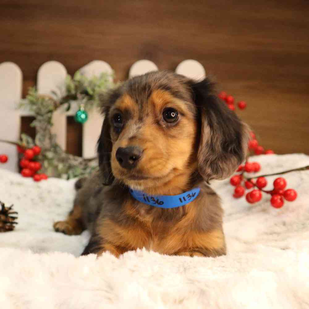 carousel pet images