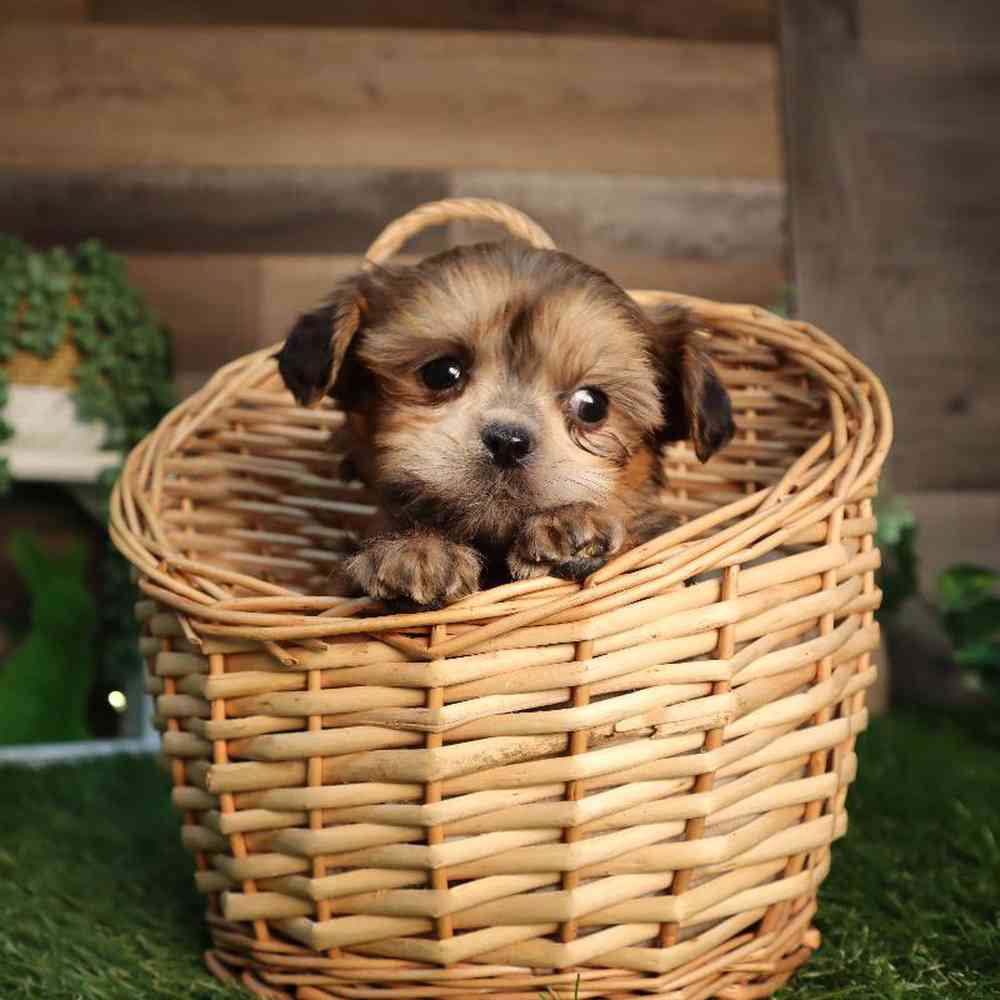 Male Shorkie Puppy for Sale in Blaine, MN