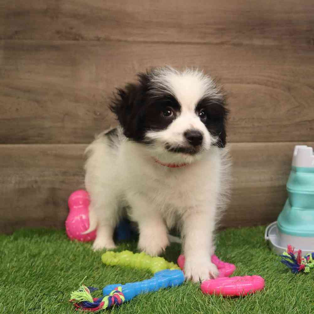 Male Pomachon Puppy for sale