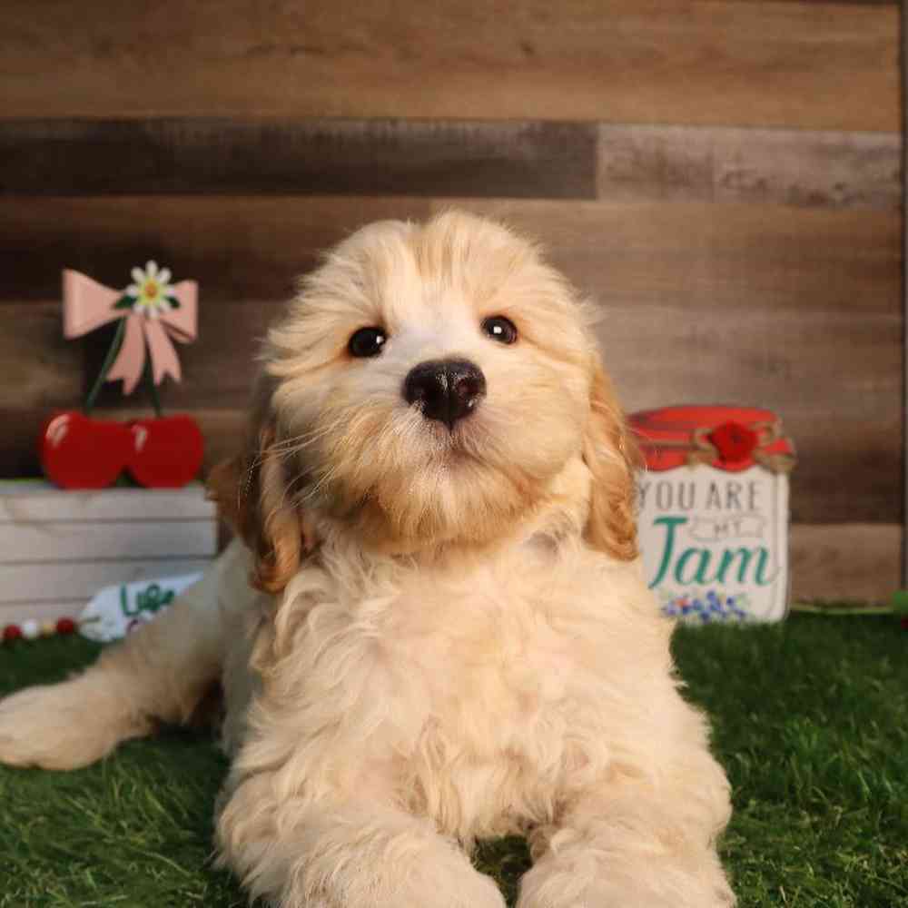 carousel pet images