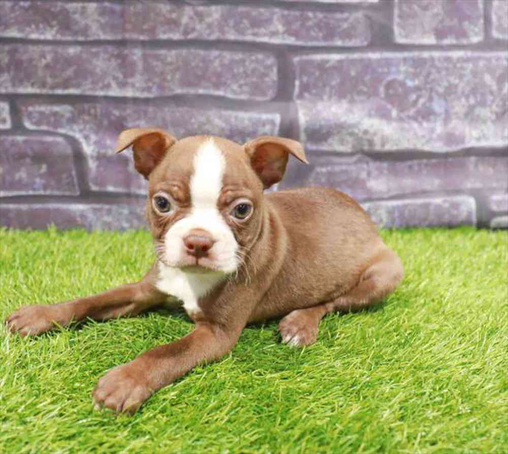 carousel pet images
