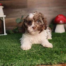 Shipoo