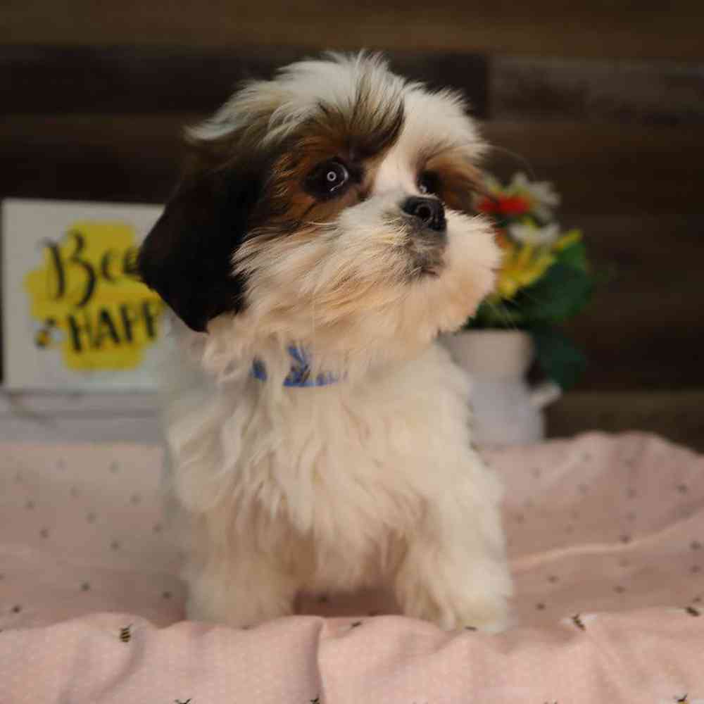 carousel pet images