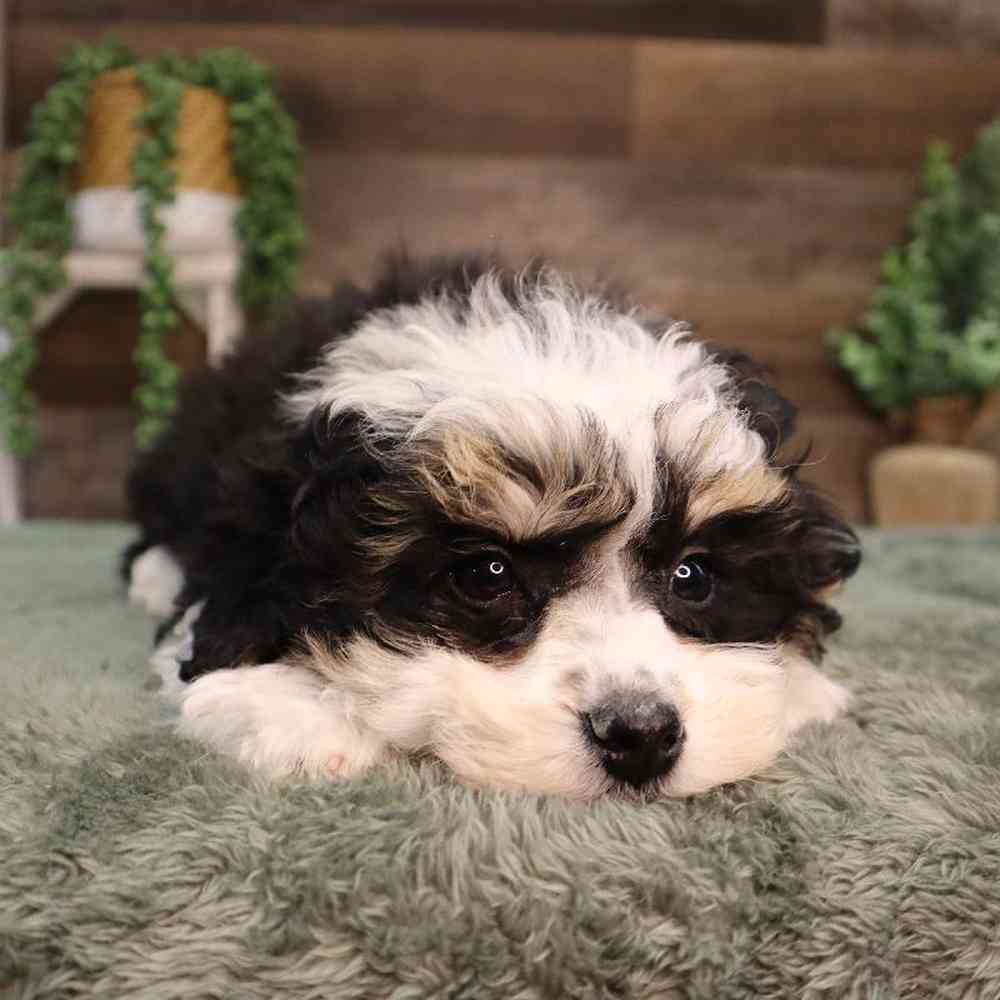 carousel pet images