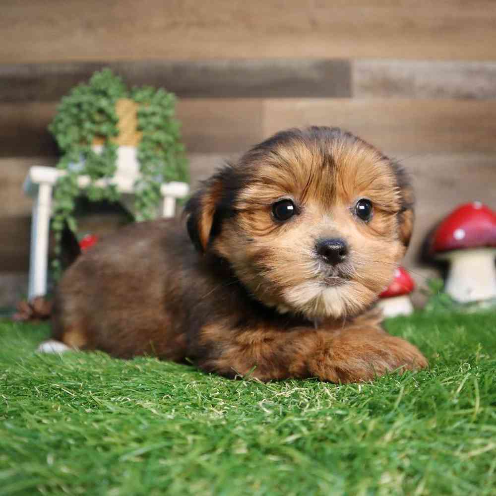 Female Teddy Yorkie Puppy for Sale in Blaine, MN