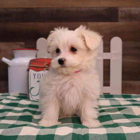 PomChi-Maltese