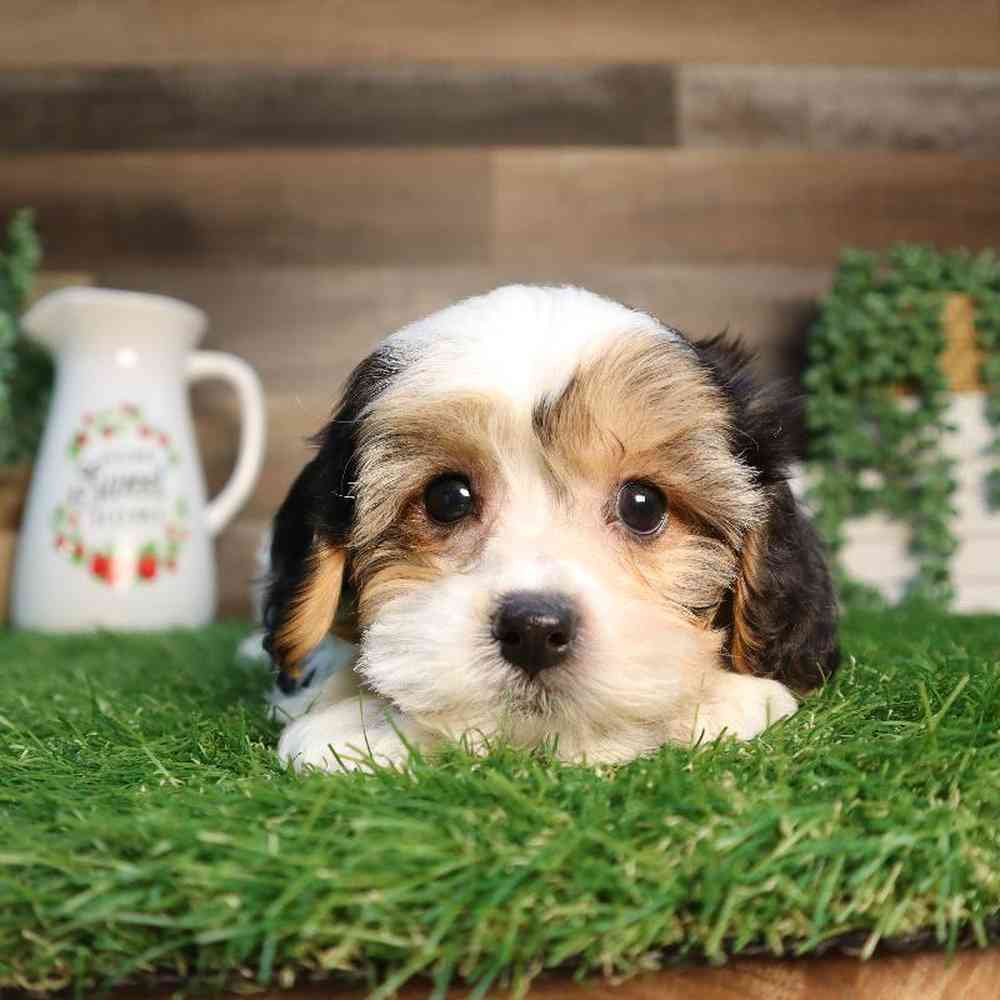carousel pet images